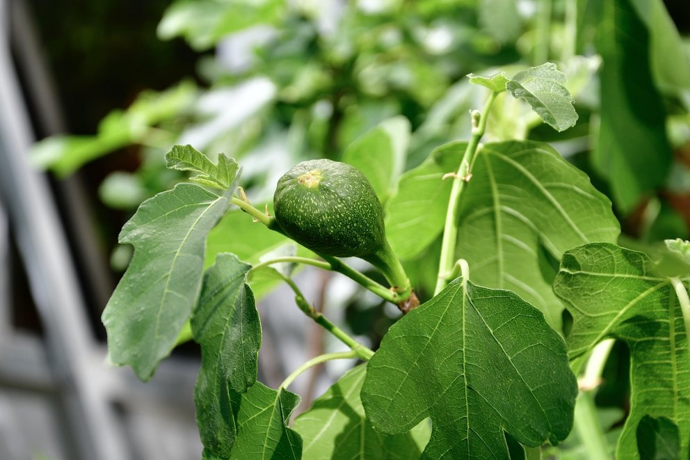 Eine unreife Feigenfrucht an einem Feigenbaum mit grünen Blättern