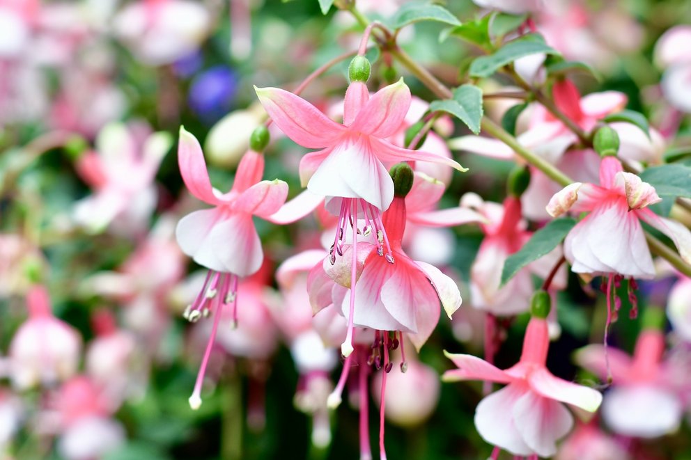 Bunte Kübelpflanze mit rosa-weißen Blüten
