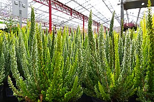 Hochgewachsenen Heideplfanzen der Serie Skyline in saftigem grün.