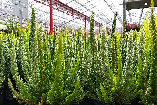 Hochgewachsenen Heideplfanzen der Serie Skyline in saftigem grün.