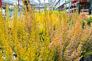 Gelb grüne Besenheide (calluna vulgaris)