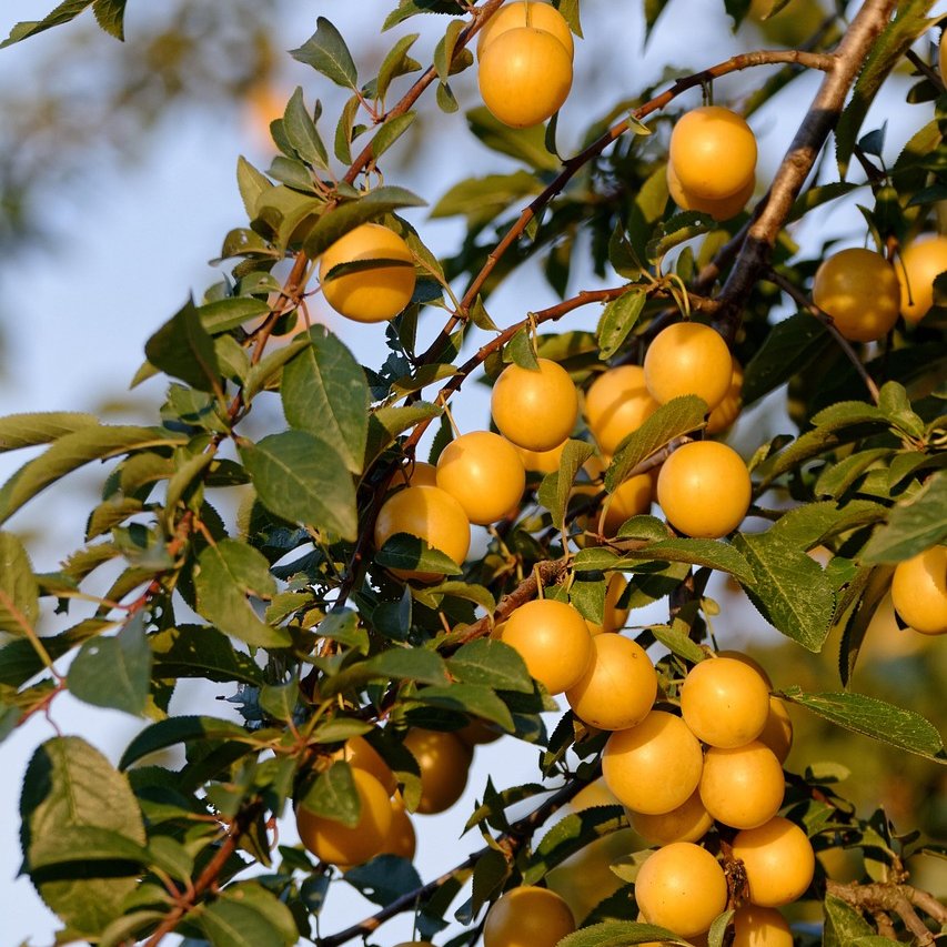 Gelbe, leuchtende Mirabellen an einem Mirabellenbaum mit grünen Blättern