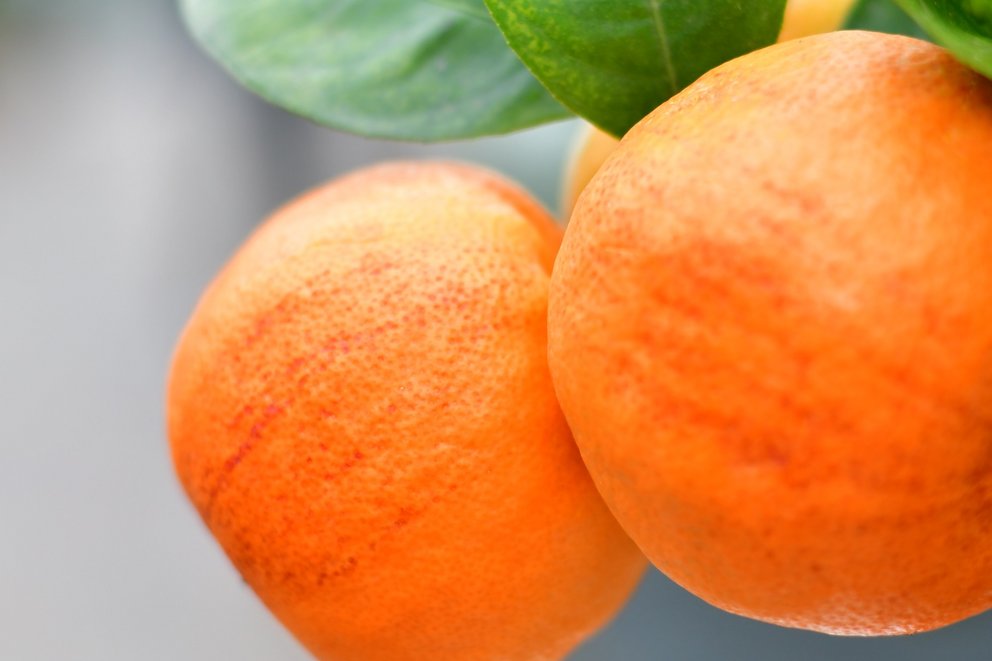 Zwei orangene Zitrusfrüchte an Zitruspflanze mit grünen Blättern