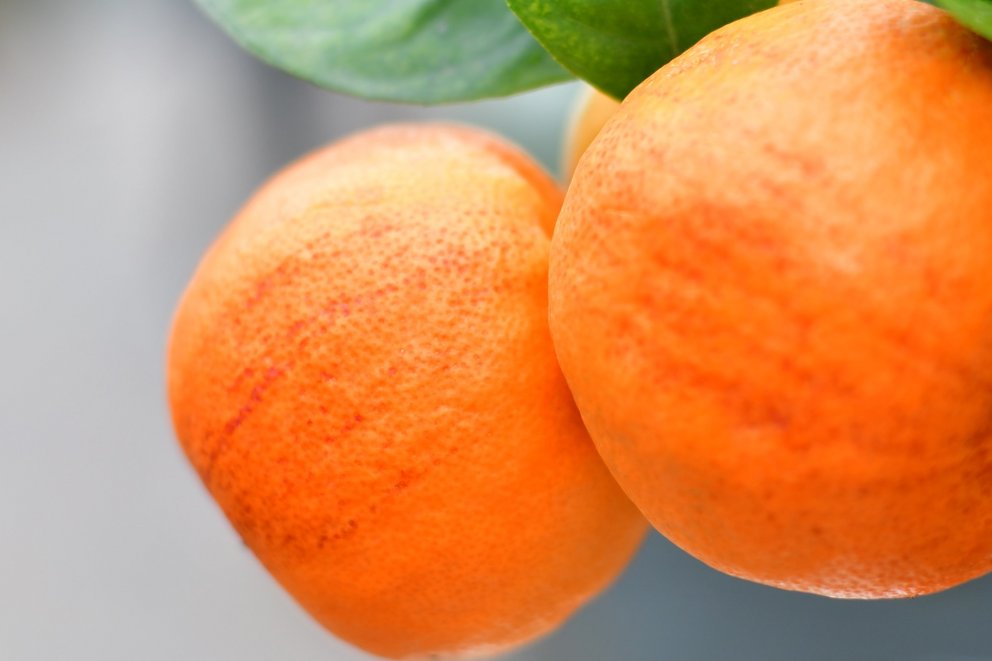 Zwei orangene Zitrusfrüchte an Zitruspflanze mit grünen Blättern