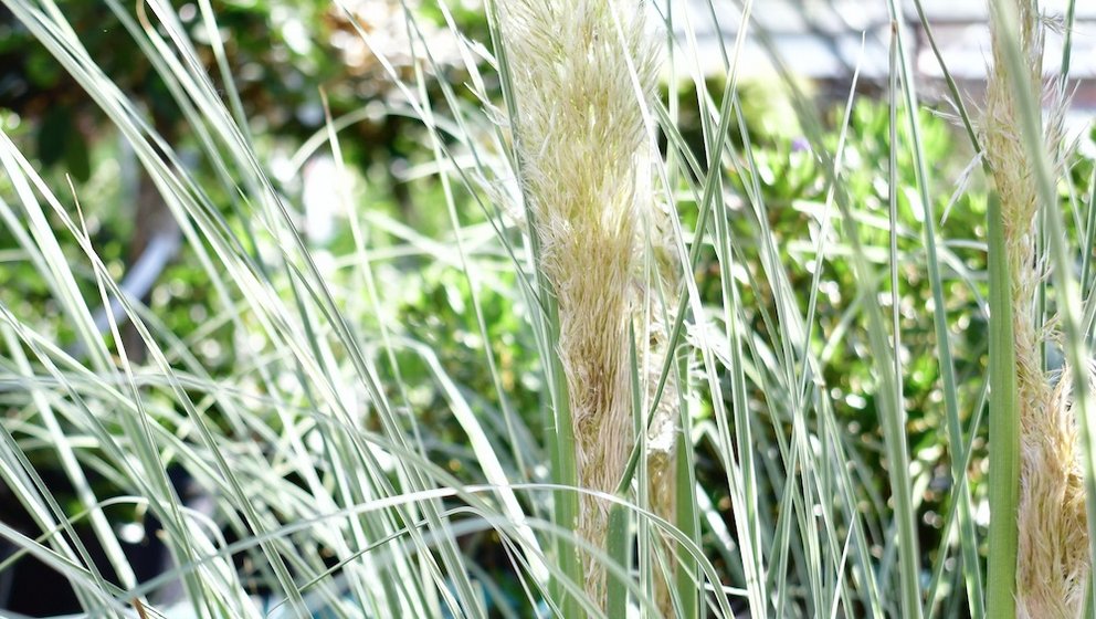 Halme und Wedel von Pampasgras. Im Hintergrund erkennt man eine Holzpergola und weitere Pflanzen.