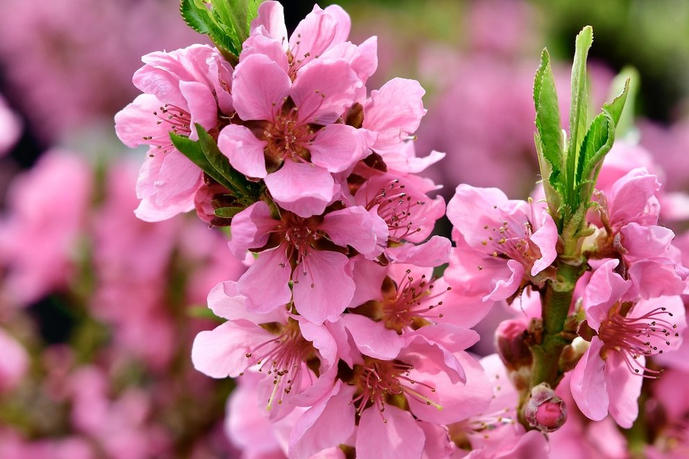 Pinke Obstbaumblüte die an einem Trieb mit einigen grünen Blättern zu sehen ist.
