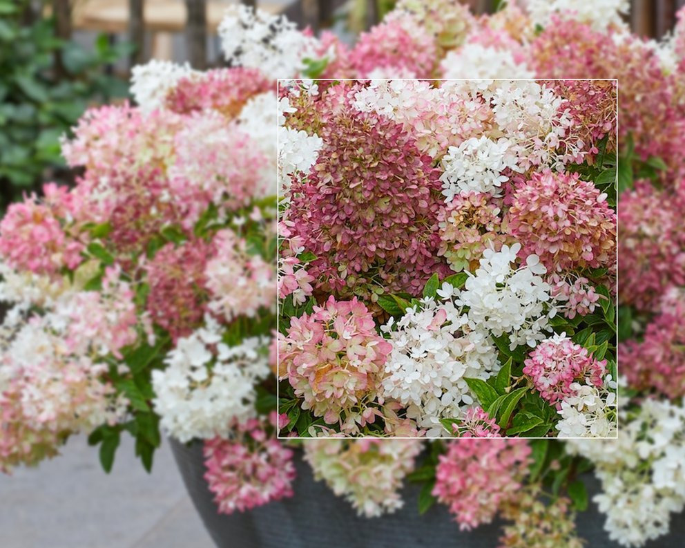 Die neue Groundbreaker Hortensie in einem grauen Kübel vor einem kleinen Holzzaun.
