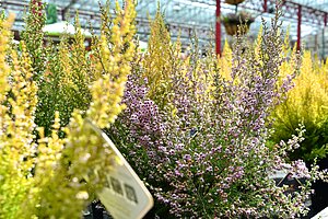 Irische Glockenheide mit dezent rosafarbenen Knospen und gelb grüne Besenheide in hellen Farbtönen
