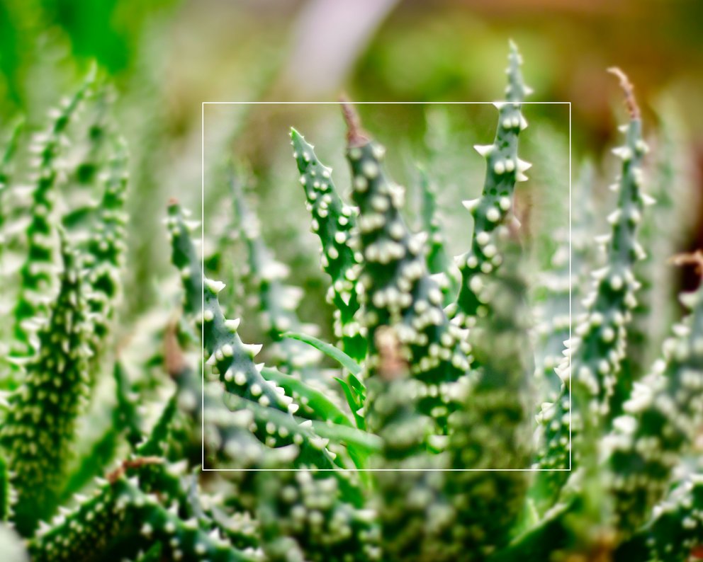 Mehrere Sukkulenten nebeneinadner.