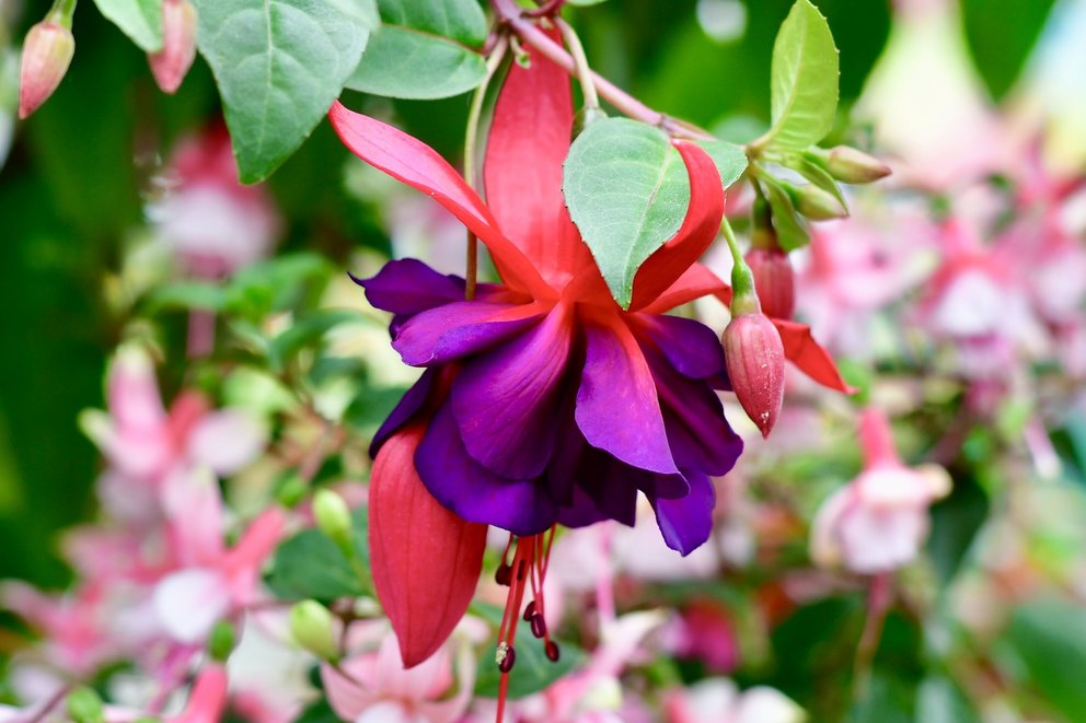 Bunte Kübelpflanze mit rot-lila Blüten