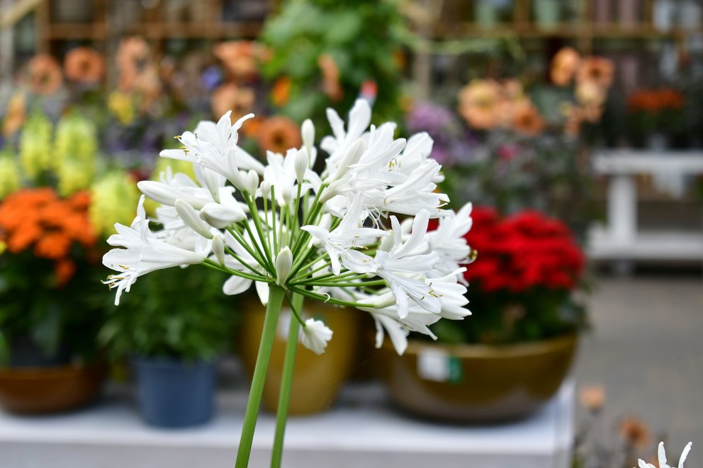 Die rein weiße Blüte eines Agaphantus praecox. Im Hintergrund sieht man unscharf bepflanzte Schalen und weitere Pflanzen.