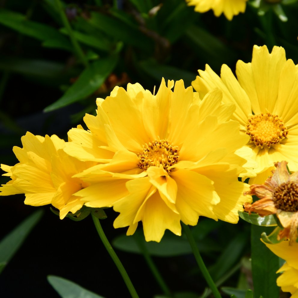 Die gelben Blüten eines Mädchenauges.
