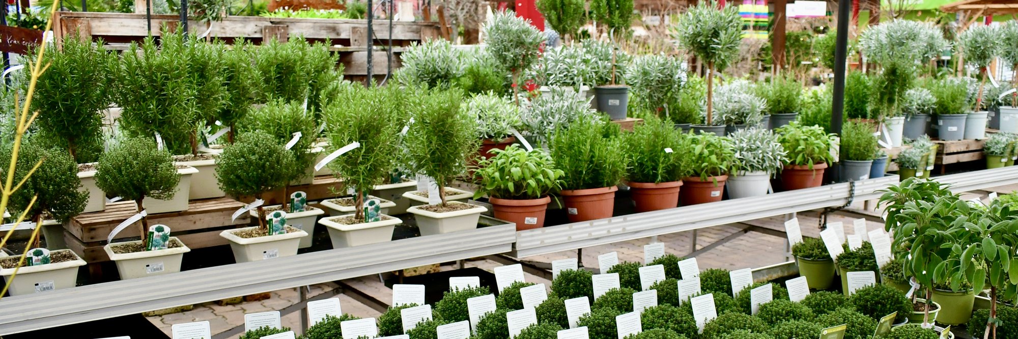 Kräuter Gesamte Übersicht