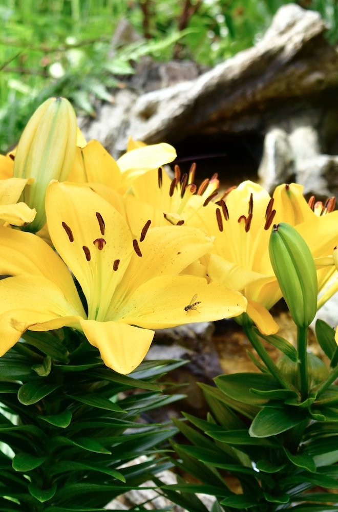 Gelb blühende Lilie. Im Hintergrund sieht man weitere Pflanzen und eine Holzsäule auf der linken Seite des Bildes.