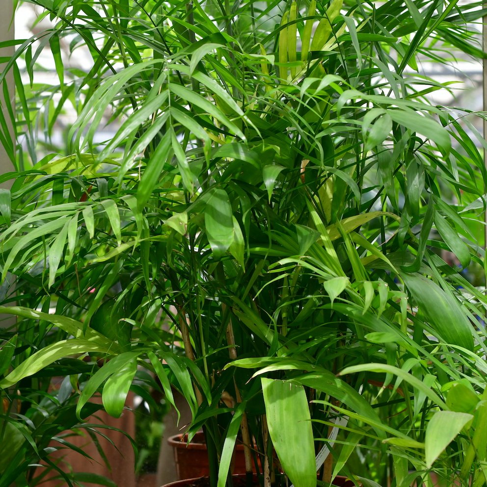 Eine buschige Bergpalme mit saftig grünen Blättern. Im Hintergrund sind weitere Pflanzen zu erkennen.