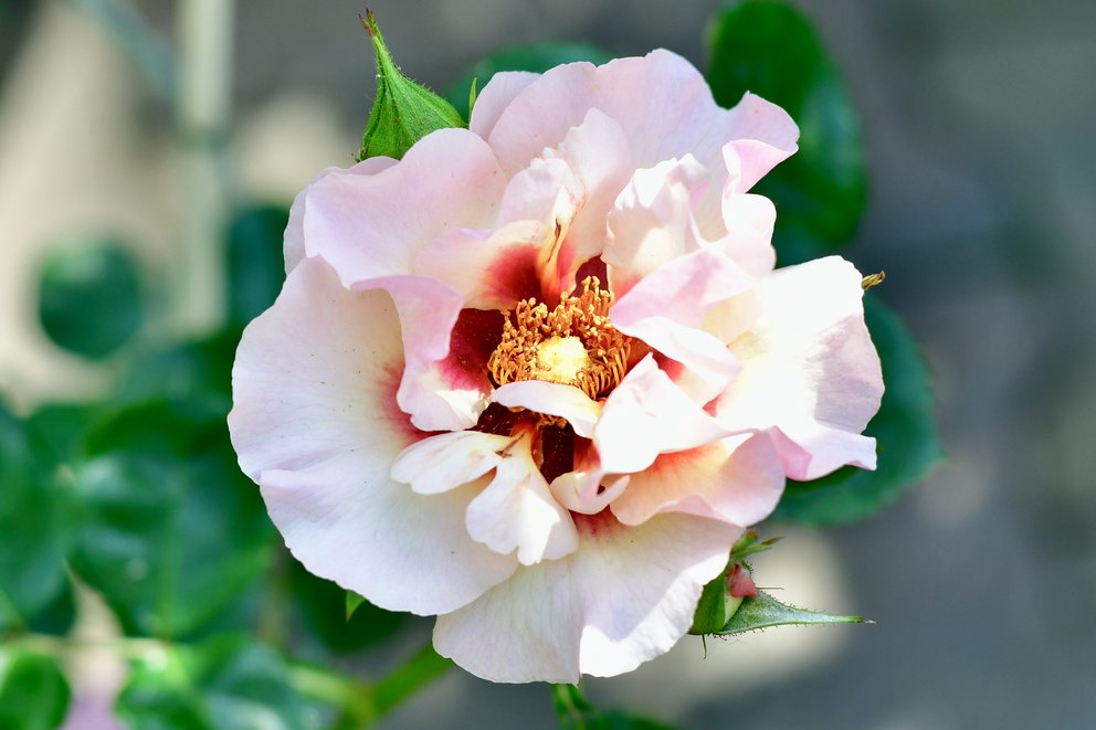 Einzelne Rose in hell-rosa, an einigen Stellen weiß und grünen Blättern im Hintergrund