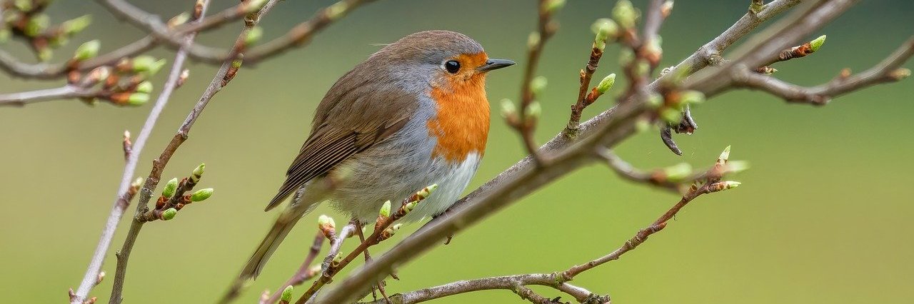 Ein Vogel sitzt auf einem Ast im Baum vor grünem Hintergrund