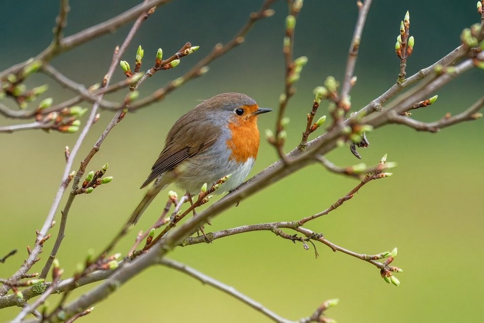 Ein Vogel sitzt auf einem Ast im Baum vor grünem Hintergrund