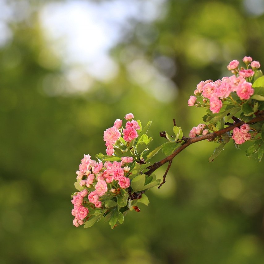 Rotdornblüte an einem Rotdornbaum