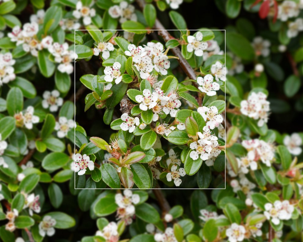 Hellgrünes Sternmoos als Bodendecker. Im Hintergrund sind weitere Pflanzen zu erkennen.