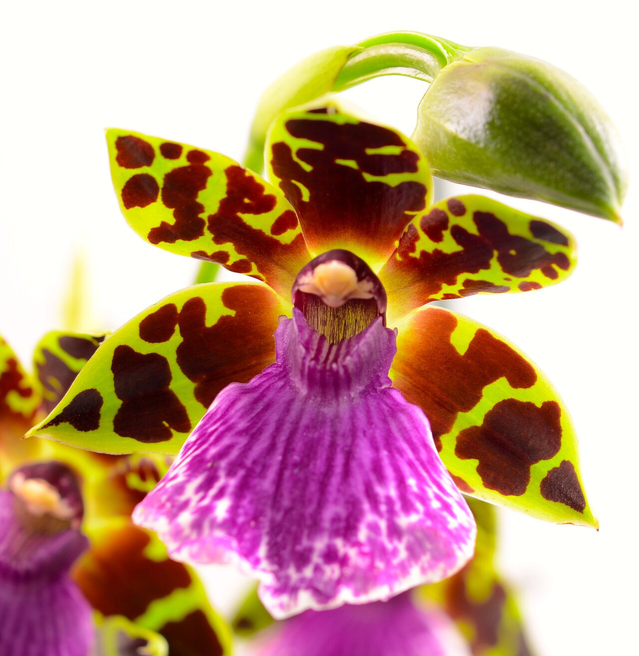 Die Blüte einer Zygopetalum Orchidee und eine grüne Knospe der selben Orchidee. Zygopetalum Blüte leuchtet im oberen Teil in grün und braun, das untere Blütenblatt strahlt in einem kräftigen lila und wird zum Blattrand hin weiß.