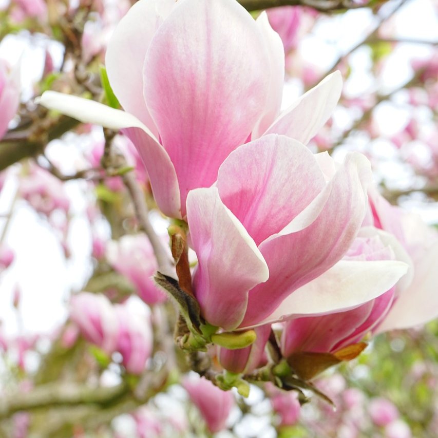 Magnolienblüte an einem Magnolienbaum