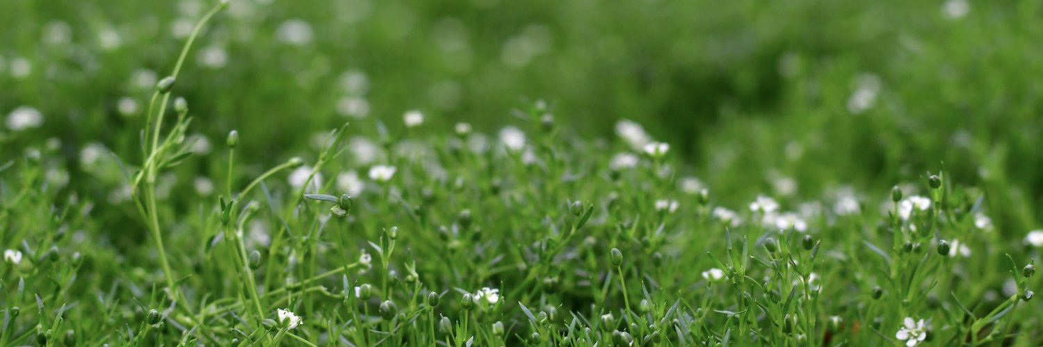Grüner Sternmoos mit kleinen weißen Blüten.