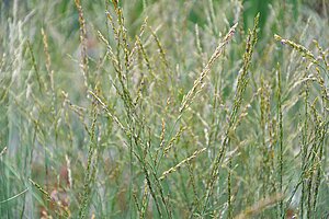 Nahaufnahme von filigranen Gräsern