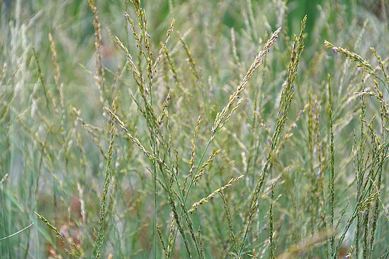 Nahaufnahme von filigranen Gräsern