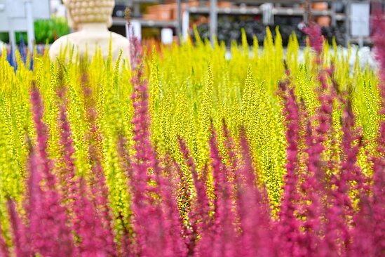 Gelb und rot eingefärbte Besenheide - calluna vulgaris. Im Hintergrund die Rückansicht eines Buddhas.