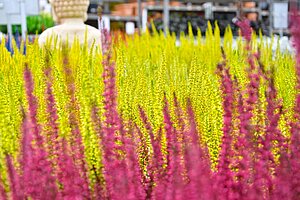 Gelb und rot eingefärbte Besenheide - calluna vulgaris. Im Hintergrund die Rückansicht eines Buddhas.