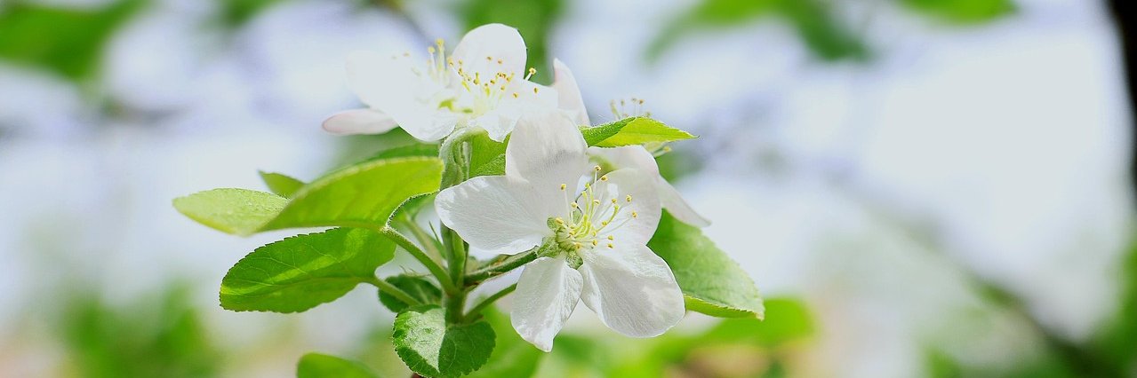 Apfelblüte 