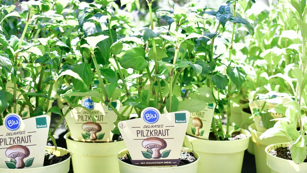 Pilzkraut Kräuter im Topf