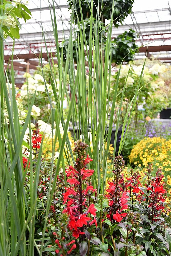 Gräser mit rot blühenden Sommerstauden im Vordergrund