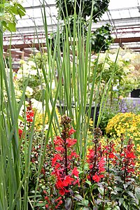 Gräser mit rot blühenden Sommerstauden im Vordergrund
