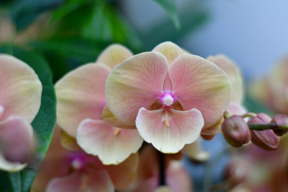 Die schöne Blüte einer Phalaenopsis - Orchidee.