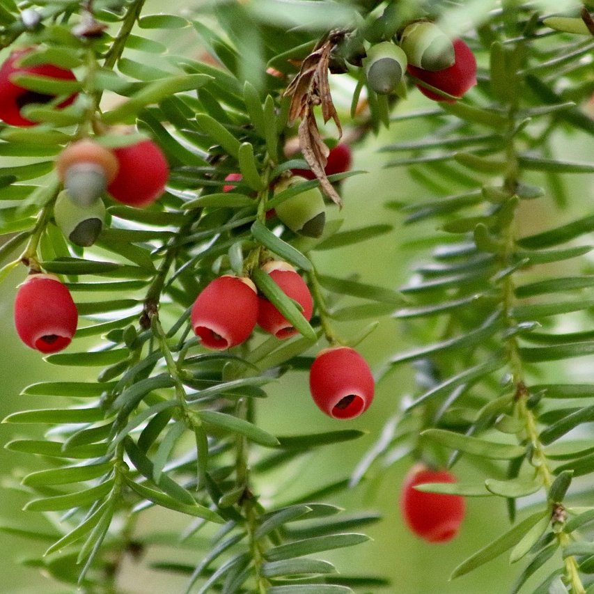 Früchte und Blätter einer Eibe