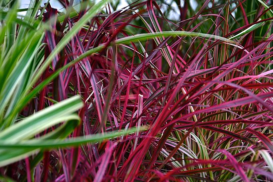 Man sieht rote Gräser