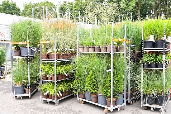 Verschiedene Gräser die auf sogenannten CC Karren verladen sind.