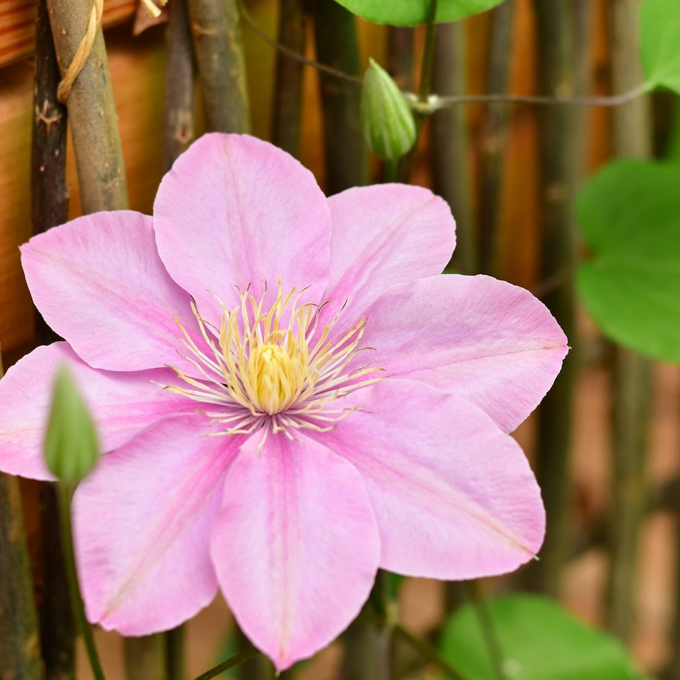 Rosafarbene Blüte und grünes Laub einer Clematis.