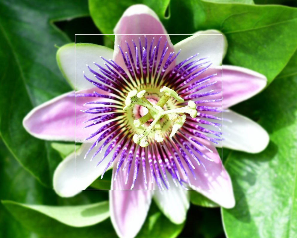 Schöne Blüte einer Passiflora.