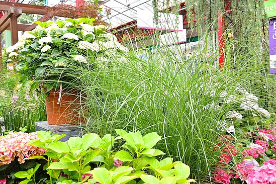 Gräser die von blühenden Hortensien umgeben sind