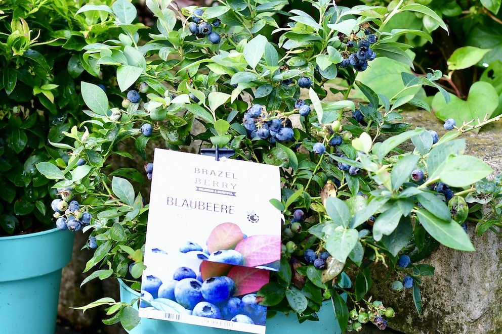 Eine Blaubeerpflanze der Marke "Brazel Berry".