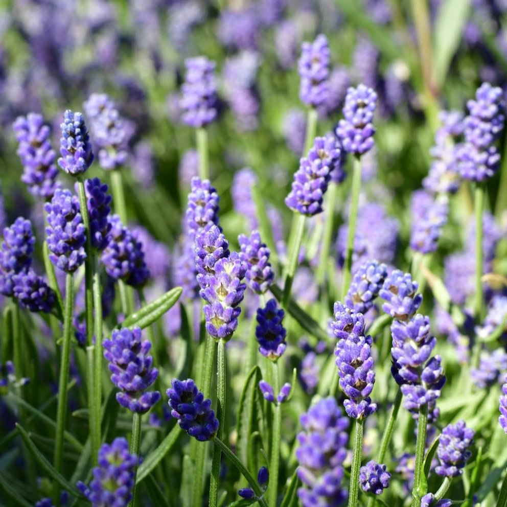 Lavendel