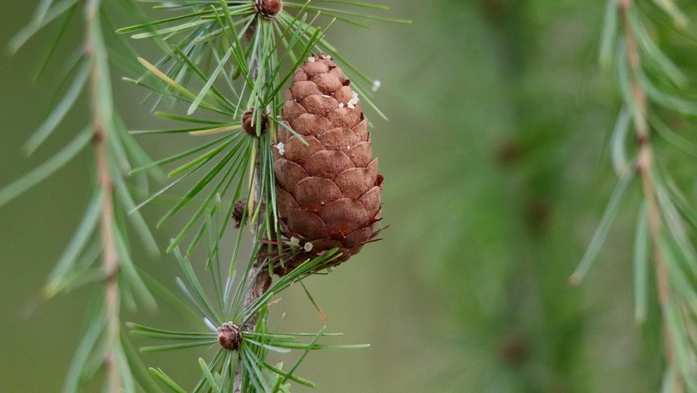 Detailbild einer Lärche mit Zapfen