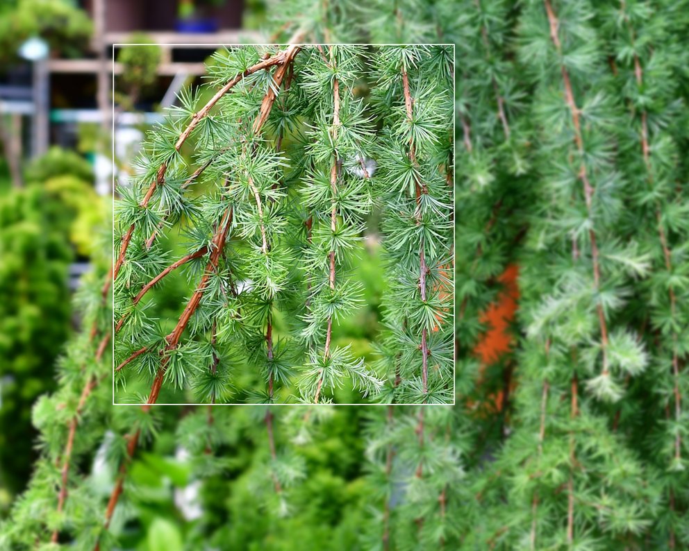 Ein grüner Nadelbaum in der Baumschule des Gartencenters