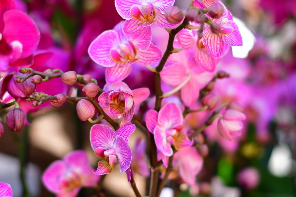 rosafarbene Orchideenblüte.