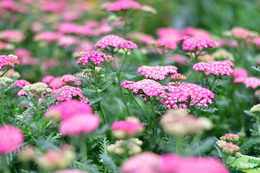 Zahlreiche rosafarbene Blüten einer Schafgarbe. Das Bild wird nach hinten hin immer unschärfer.