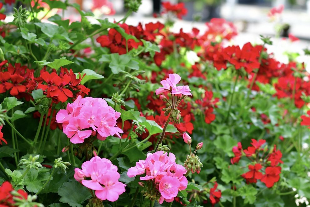 Geranien in pink und rot auf einem gepflasterten Untergrund.