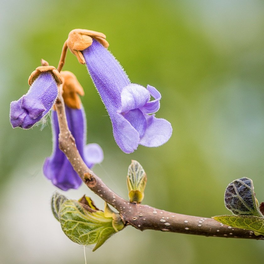 Blauglockenbaumblüte